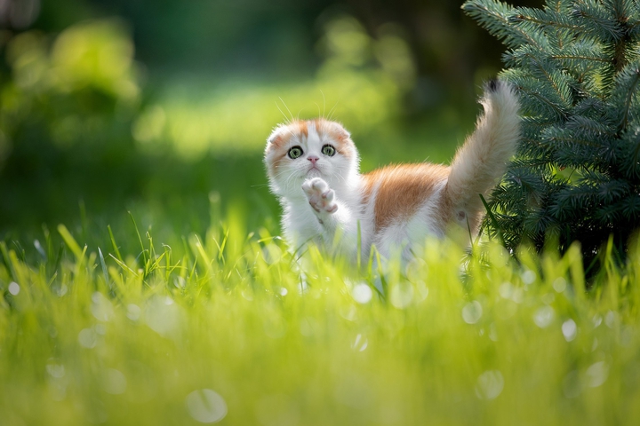 котик