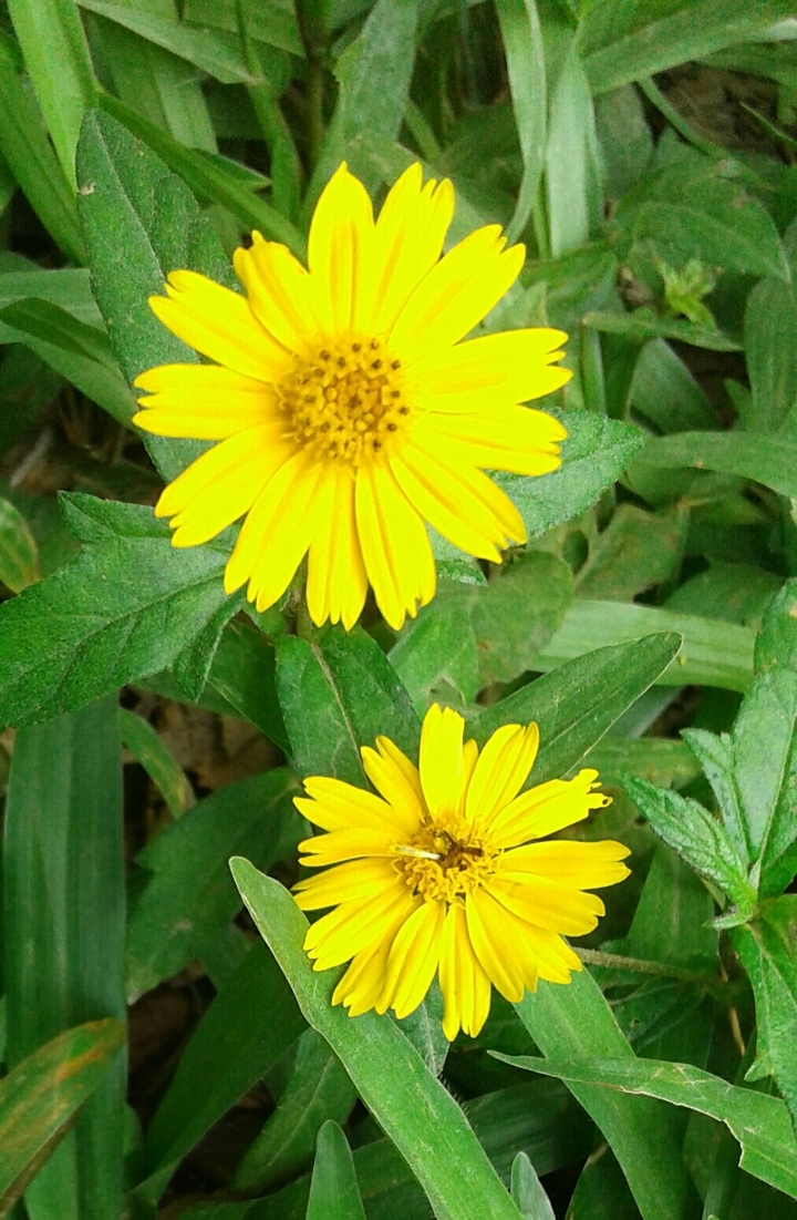 flor