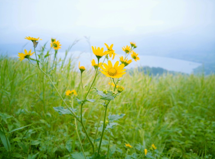 Sunflower's