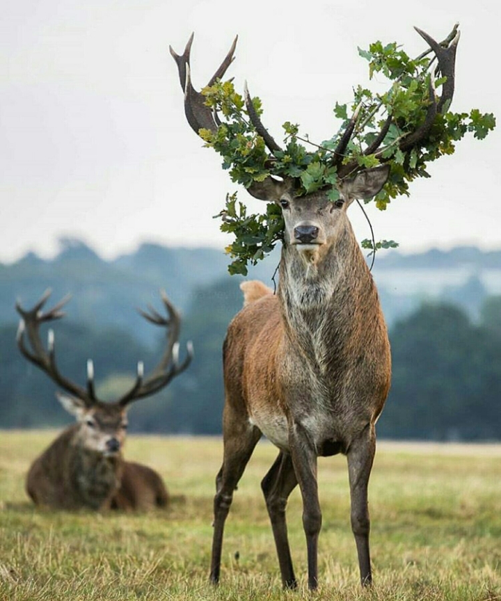 like a tree❤❤