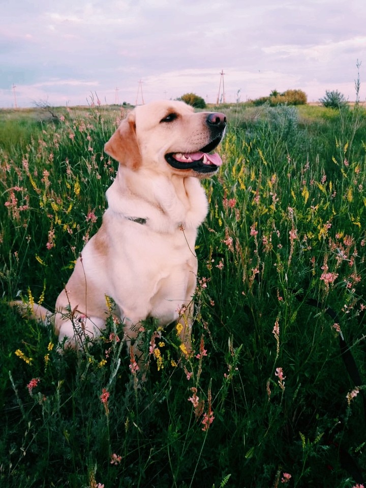 my Max