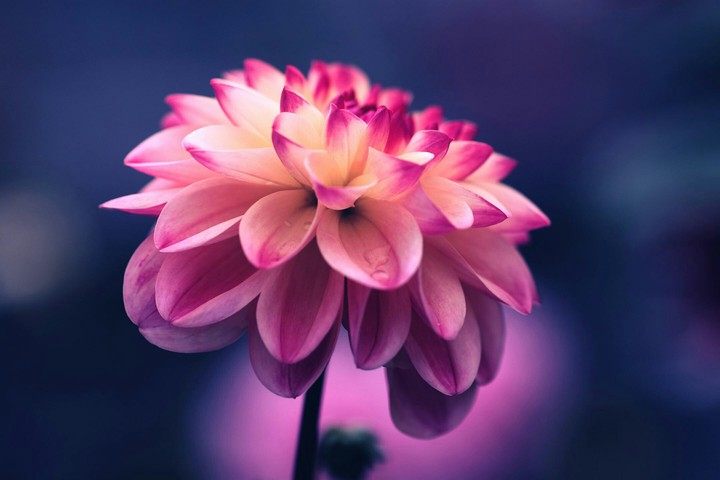 Flower 002