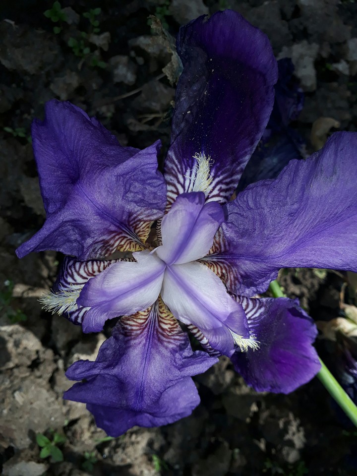purple flower