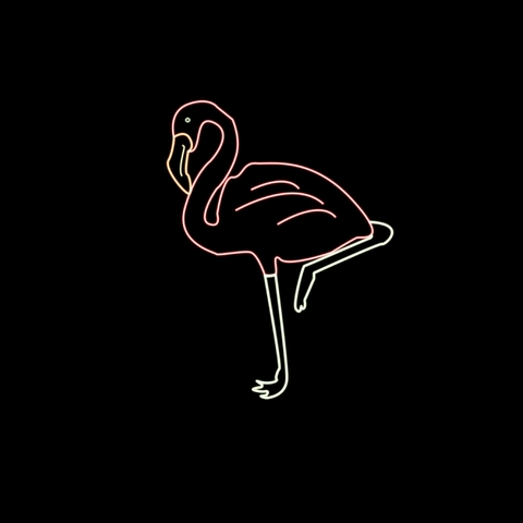 bird, flamingo achtergronden