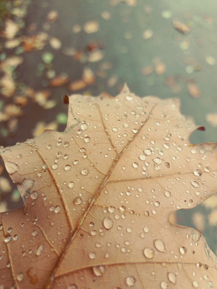 Bronze Autumn