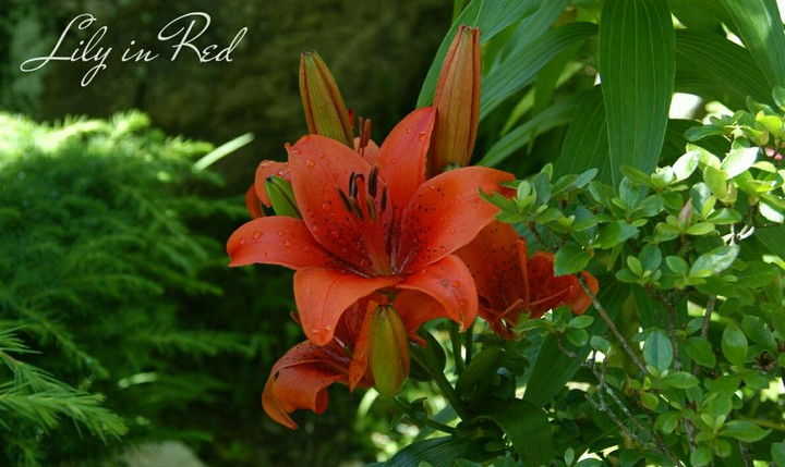 Lily in Red.