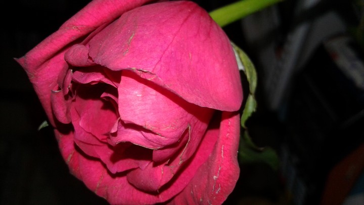 red rose