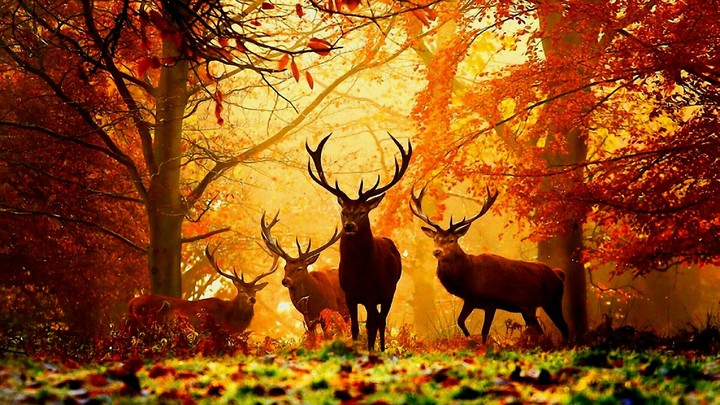Stags