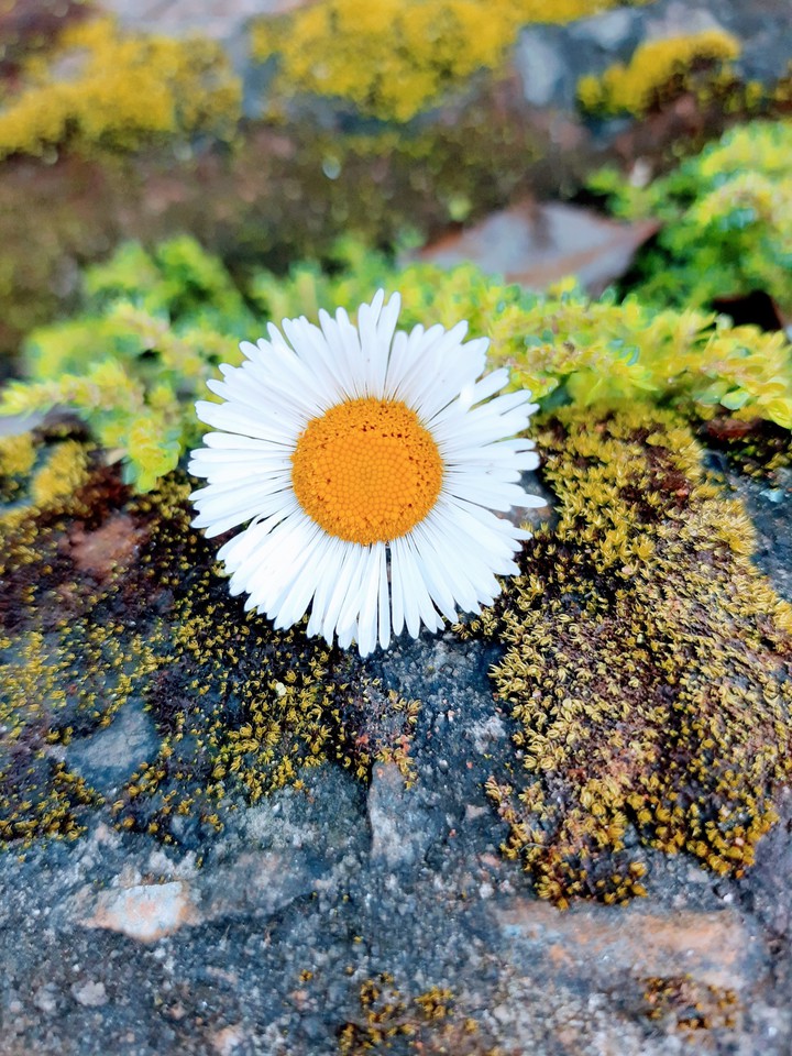 Natural