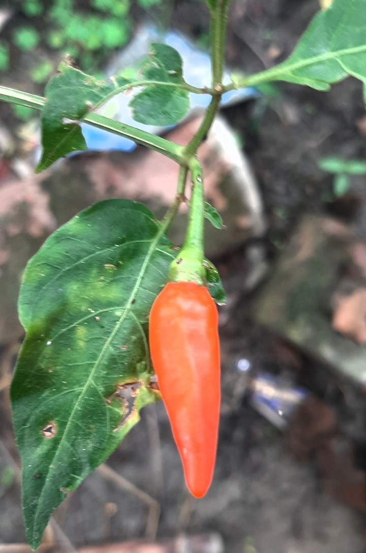 red chilli