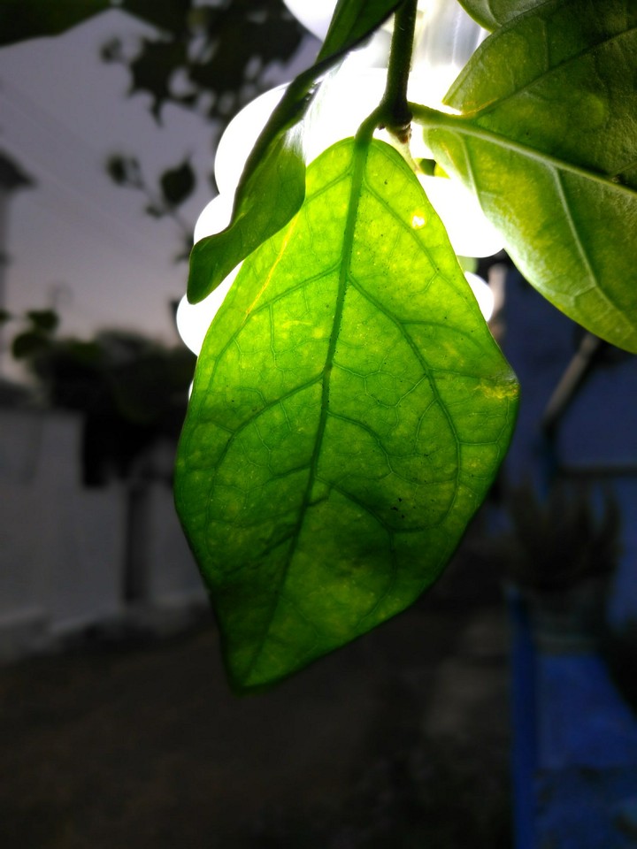 leaf