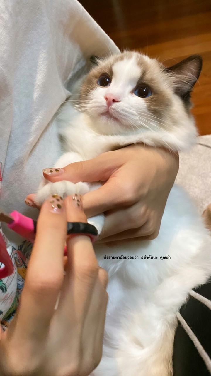 by Lisa
