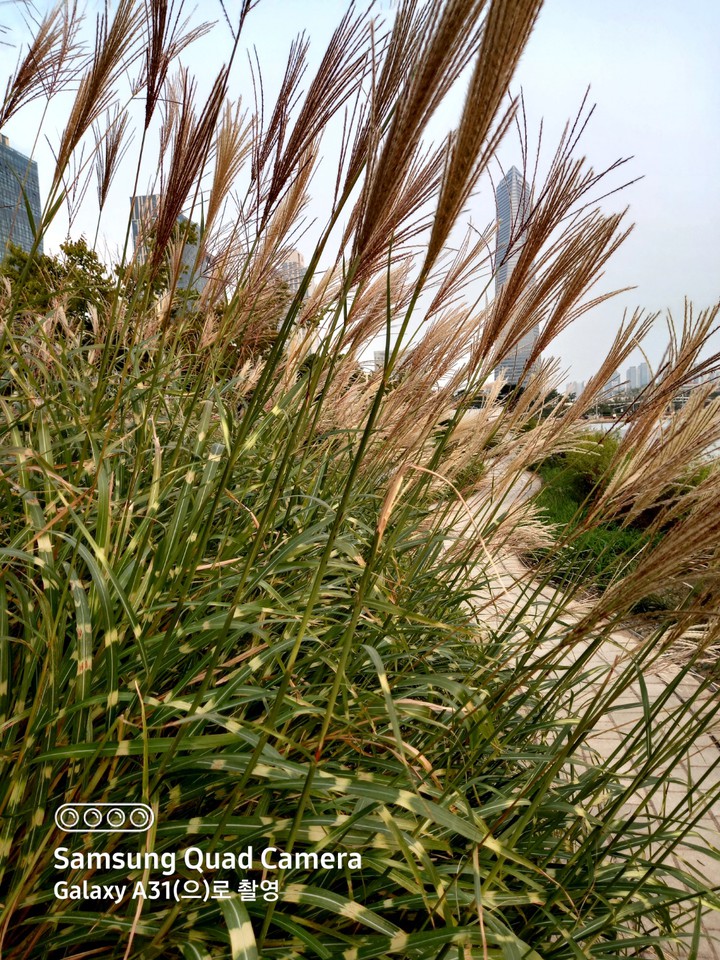 갈대