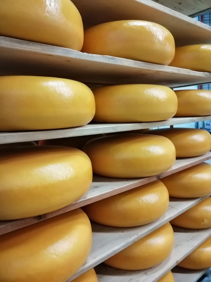 Cheese