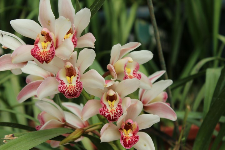 orchid