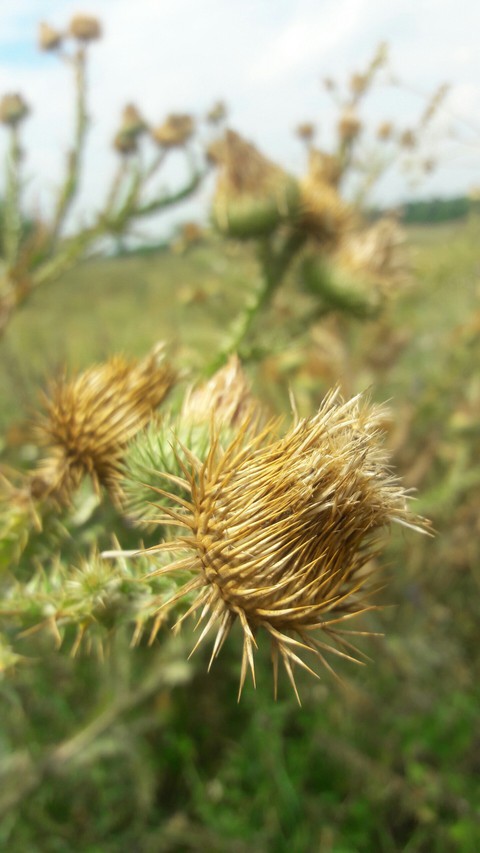 Wildflowers