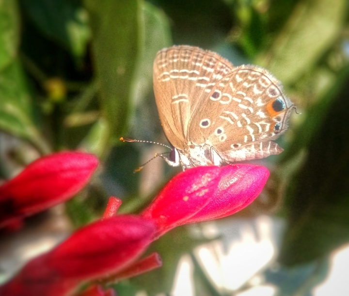 Butterfly.