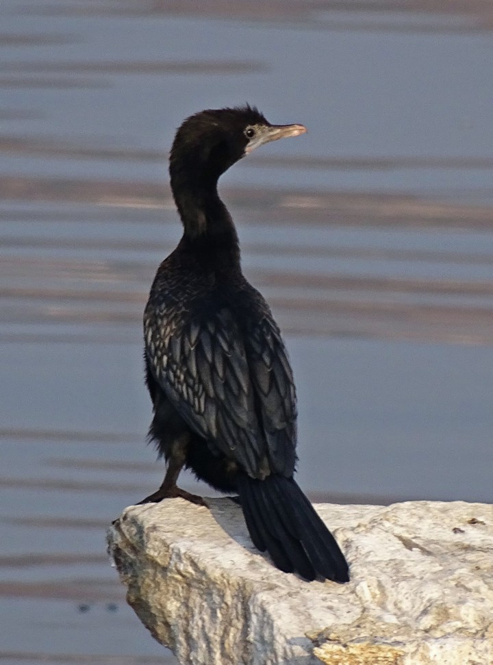 Black  Bird