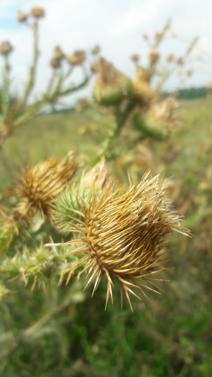 Wildflowers