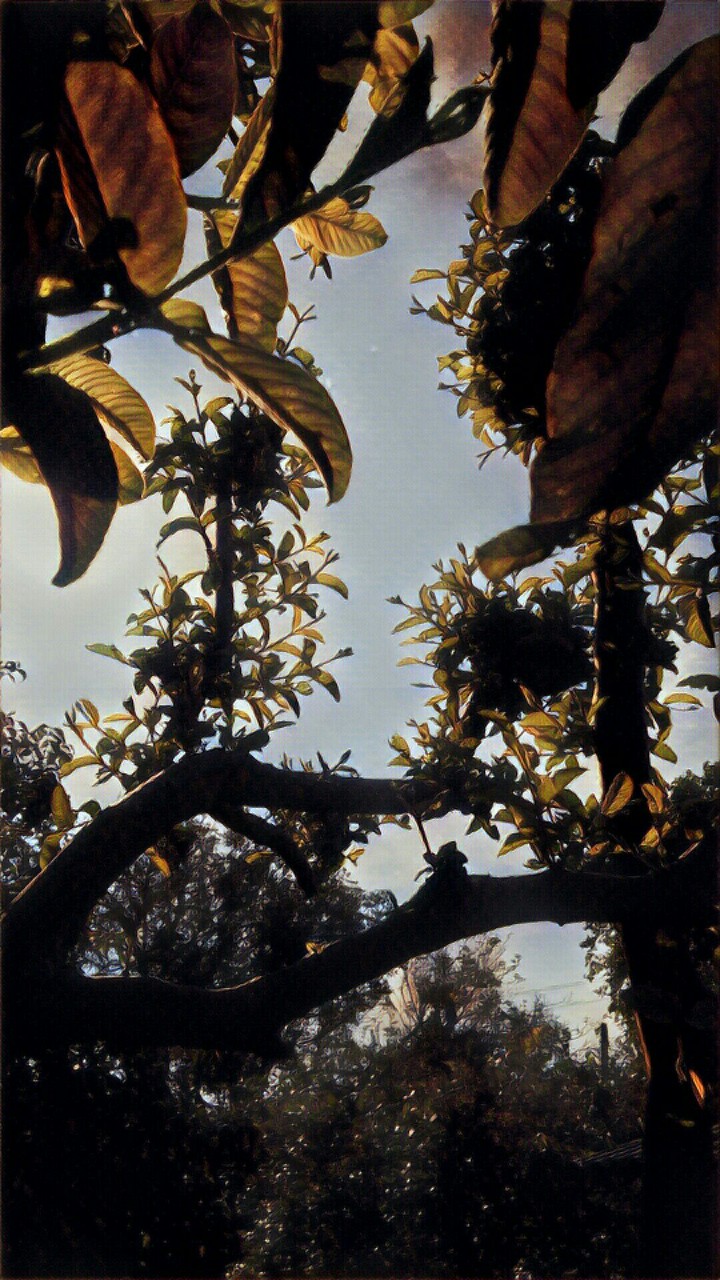 natureza