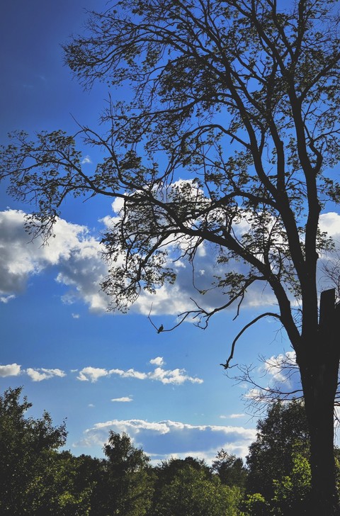 sfondi vegetation, nature