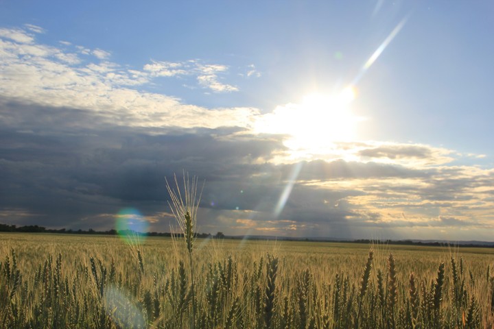 Field