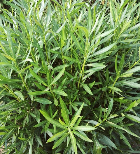 Green Leaves