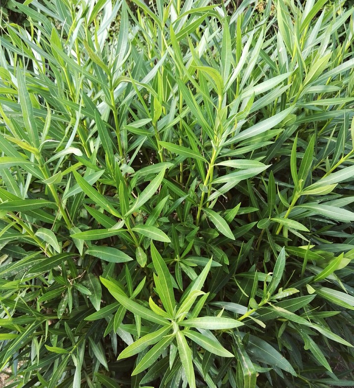 Green Leaves
