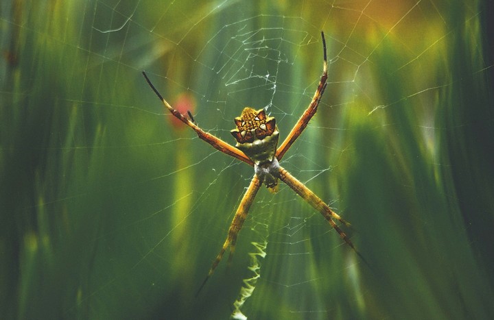 Signature Spider
