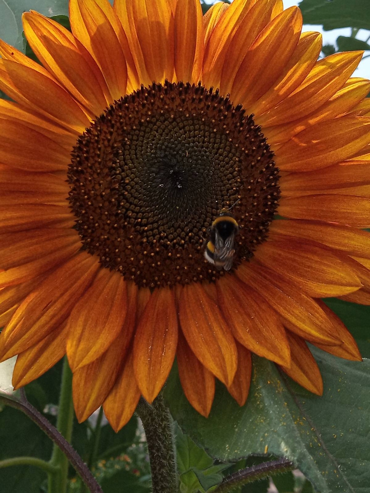 Orange sunflower