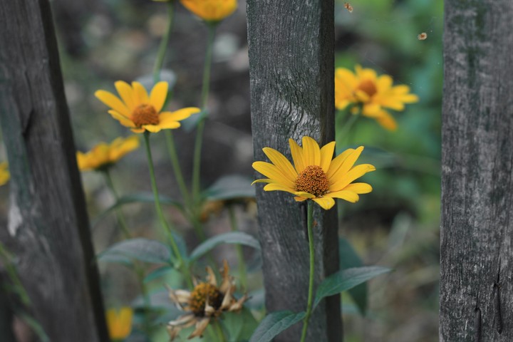 yellow flowers