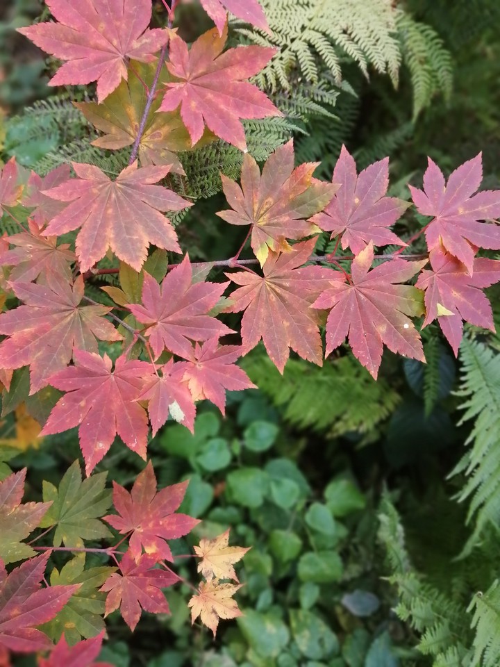 Autumn