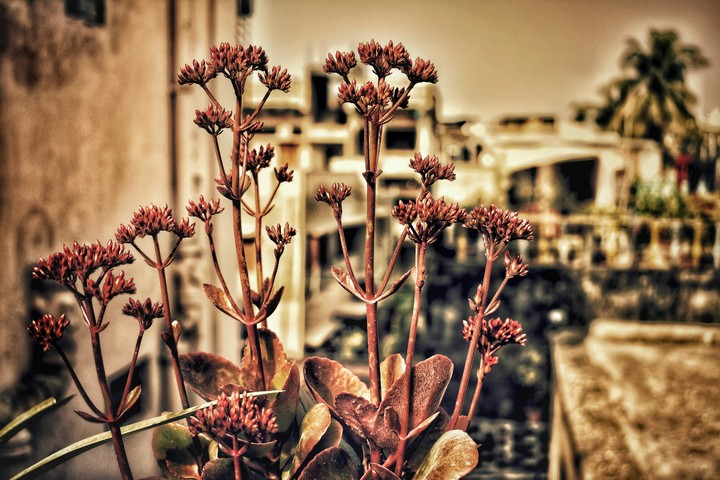 flower