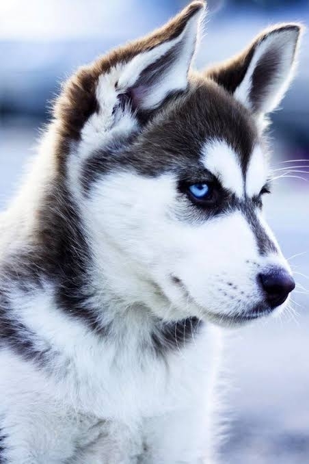 SIBERIAN HUSKY