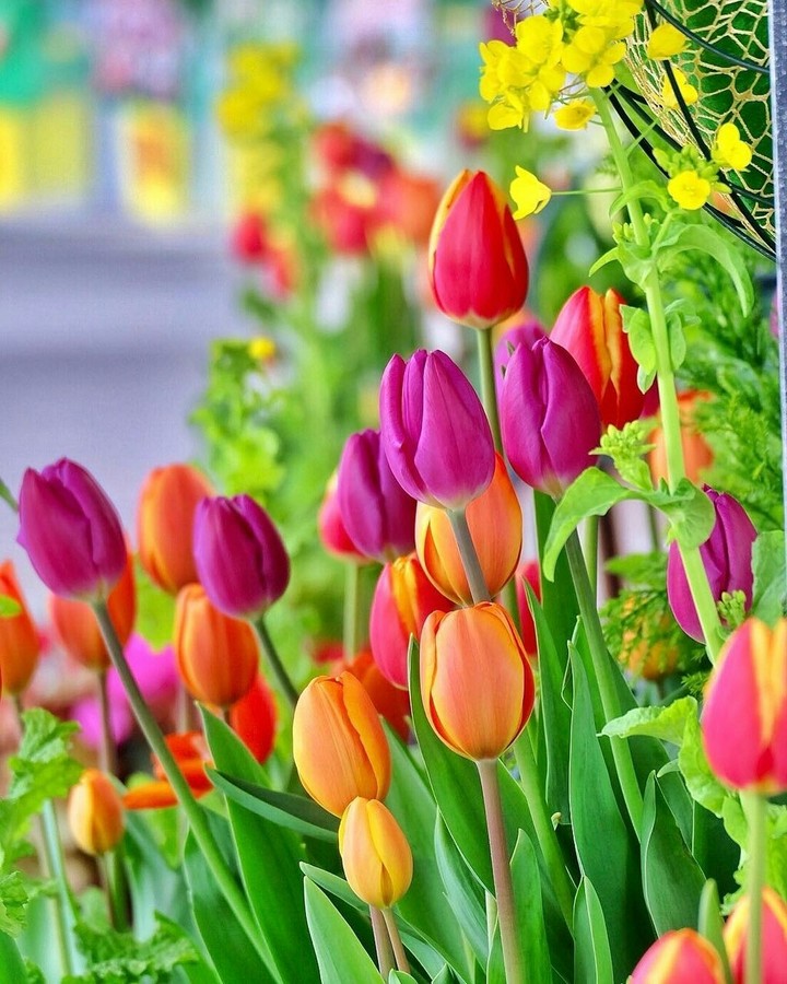 Tulips