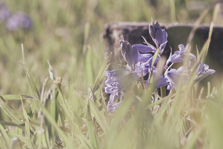fleur