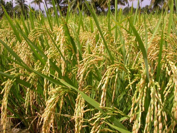 RICE