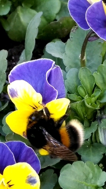 Bee