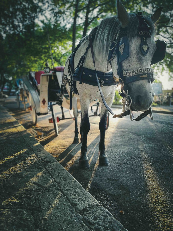 horse