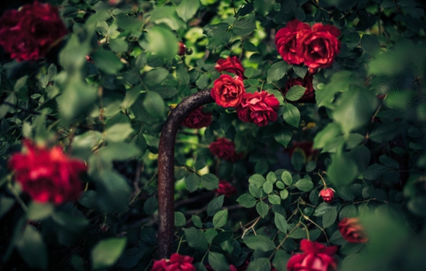sfondi rose, plant
