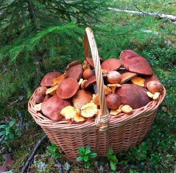 грибы