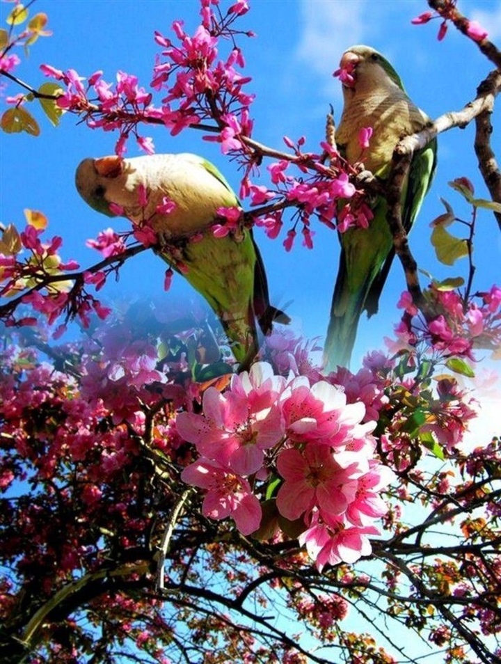 voilà le printemps