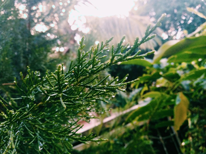 focus on rain drops