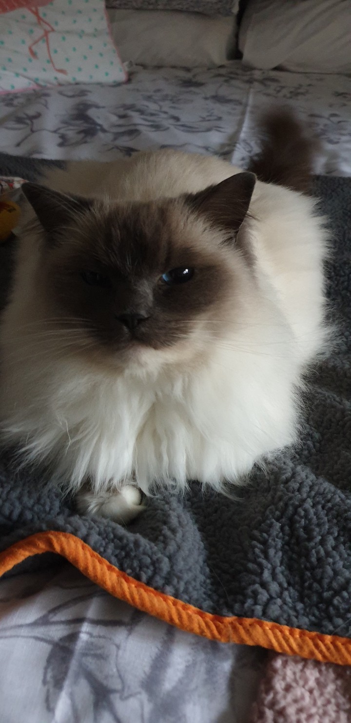 like the new blanket lilley??