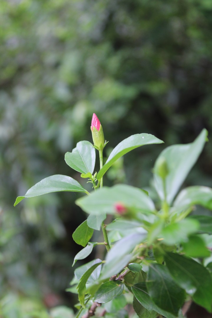 green plant
