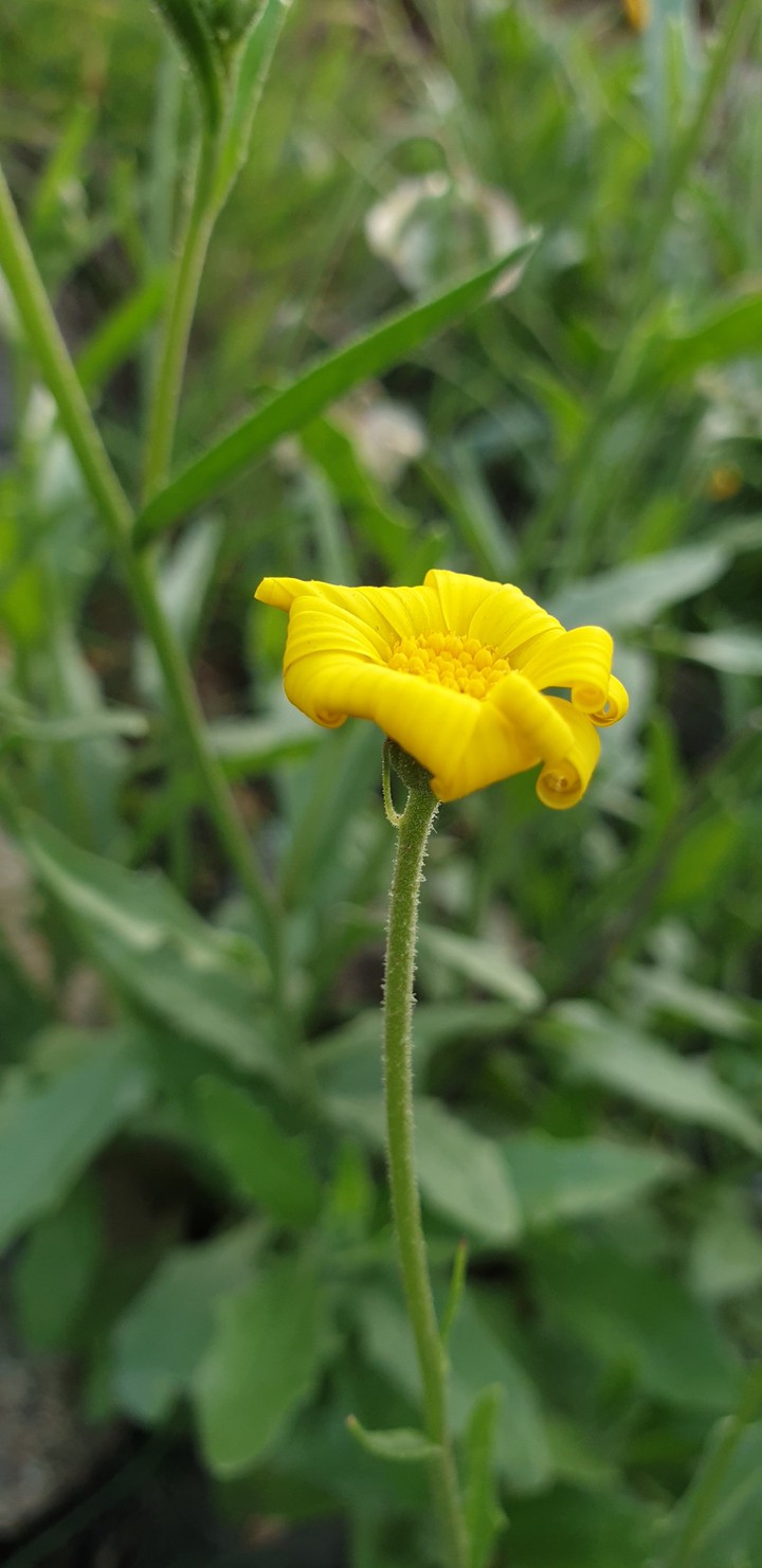 Yello Beuty