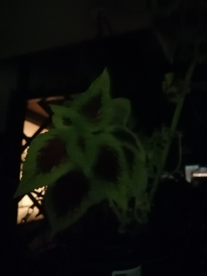 Plants