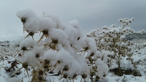 snow
