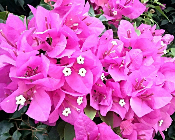 pink