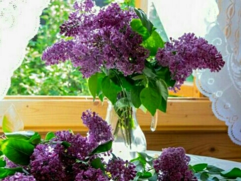 Bouquet de lilas  !!!!